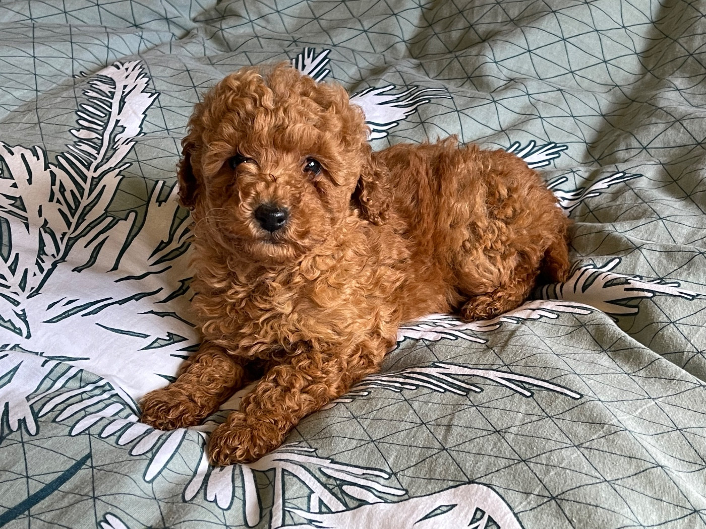 du Domaine de la brique rose - Chiots disponibles - Caniche