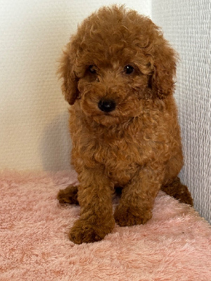 CHIOT 2
