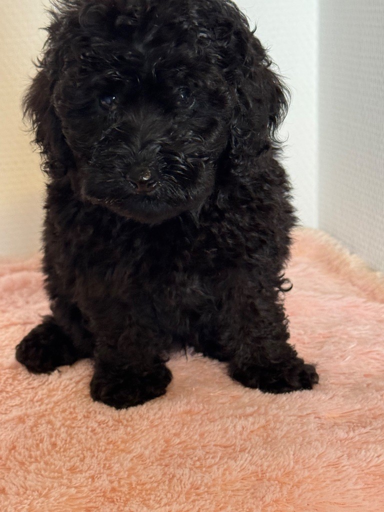 du Domaine de la brique rose - Chiots disponibles - Caniche